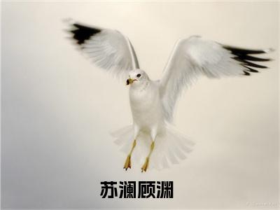 苏澜顾渊（苏澜顾渊全文免费阅读）完结阅读_苏澜顾渊全文免费阅读免费看全文