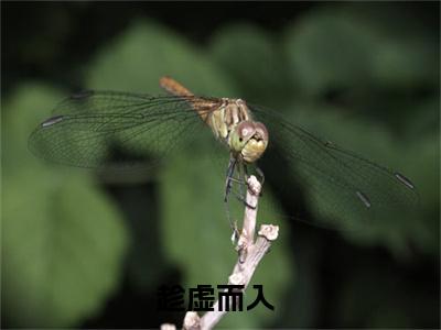 邵洵程敟（趁虚而入）新上热文小说讲的是什么-小说邵洵程敟（趁虚而入）全文免费阅读