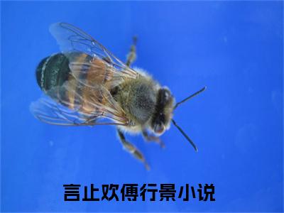 言止欢傅行景（言止欢傅行景）知乎小说-小说言止欢傅行景大结局免费阅读