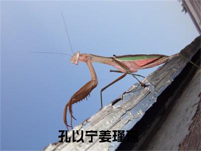 小说孔以宁姜瑾琛全文阅读-（孔以宁姜瑾琛）小说孔以宁姜瑾琛大结局