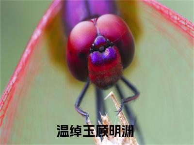 甜爆款小说温绰玉顾明渊-温绰玉顾明渊免费在线阅读