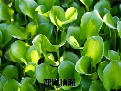 蚀骨情深（墨衍唐月）小说免费在线阅读_蚀骨情深全本免费小说阅读大结局（墨衍唐月）