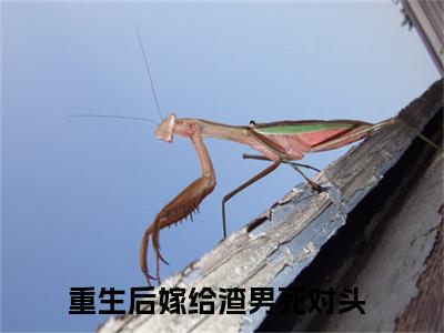 明颜司墨沉（重生后嫁给渣男死对头小说）全文免费阅读无弹窗大结局_明颜司墨沉完整版小说阅读（重生后嫁给渣男死对头小说）