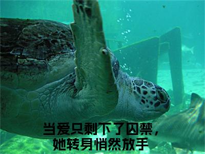 柯北臣蓝琥珀（当爱只剩下了囚禁，她转身悄然放手）小说全文免费阅读无弹窗大结局_（当爱只剩下了囚禁，她转身悄然放手免费阅读）柯北臣蓝琥珀最新章节列表笔趣阁
