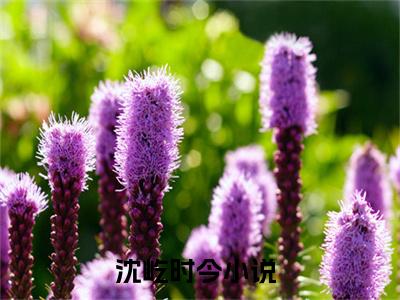 沈屹时今（沈屹时今全文在线阅读）-沈屹时今(沈屹时今)免费阅读无删减大结局（沈屹时今）