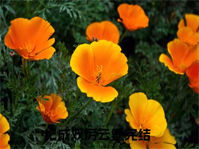 厉总别作了，夫人要二婚了（纪成双厉云霆）全文免费阅读无弹窗大结局_厉总别作了，夫人要二婚了全文免费完结版阅读（纪成双厉云霆）