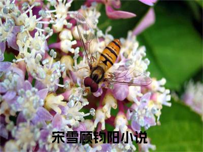 宋雪顾钧阳(宋雪顾钧阳）小说全文免费阅读无弹窗大结局_（宋雪顾钧阳）宋雪顾钧阳小说全文免费阅读最新章节列表笔趣阁（宋雪顾钧阳）