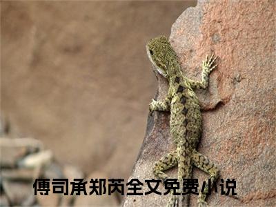 热文（傅司承郑芮）美文阅读_热门小说傅司承郑芮主人公是（你不再喜欢我就不要再给我希望）完整版最新小说大结局_笔趣阁