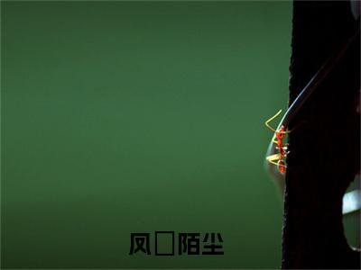 相思难忆情难忘小说全文-相思难忆情难忘（凤婠陌尘）最新章节免费阅读