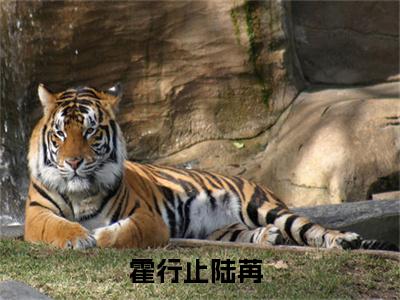 霍行止陆苒全文（嘴硬心软，小叔叔他追妻火葬场了）全文免费阅读无弹窗大结局_霍行止陆苒全文最新章节列表_笔趣阁（嘴硬心软，小叔叔他追妻火葬场了）