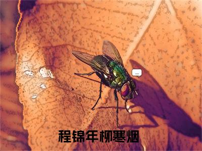 程锦年柳寒烟精选热门小说-程锦年柳寒烟免费全文阅读