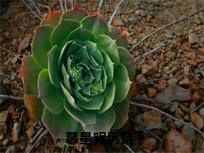 《慕星眠厉饶》全文免费阅读无弹窗大结局-慕星眠厉饶 全文全章节免费阅读