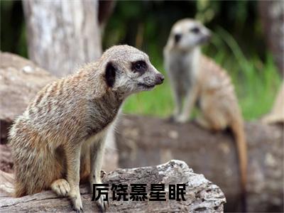 小说全文免费阅读无弹窗大结局_（厉饶慕星眠）全文在线阅读
