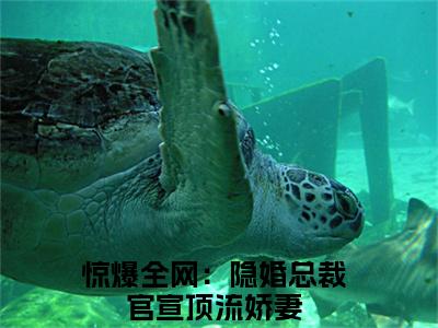许安生酆泊夷（惊爆全网：隐婚总裁官宣顶流娇妻小说）全文免费阅读无弹窗大结局_许安生酆泊夷最新章节（惊爆全网：隐婚总裁官宣顶流娇妻）