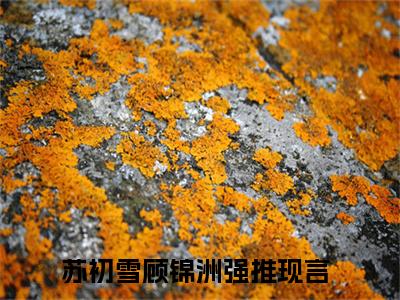苏初雪顾锦洲全文免费阅读全文免费阅读无弹窗大结局_苏初雪顾锦洲全文免费阅读_笔趣阁