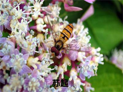 开局点满气运，我苟到无敌了全文阅读-苏起小说免费阅读-笔趣阁