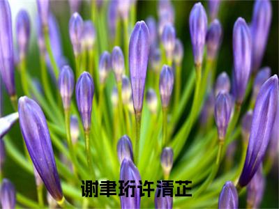 谢聿珩许清芷（谢聿珩许清芷）知乎小说-小说谢聿珩许清芷大结局免费阅读