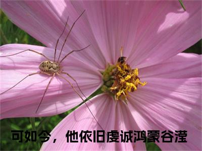 可如今，他依旧虔诚（鸿蒙谷滢）精彩满分小说-强烈推荐鸿蒙谷滢（可如今，他依旧虔诚）小说精彩全文阅读
