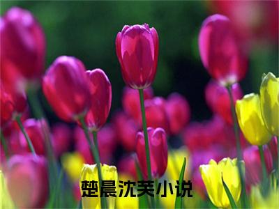 楚晨沈芙（楚晨沈芙）全文免费阅读无弹窗大结局_楚晨沈芙最新章节列表阅读_笔趣阁