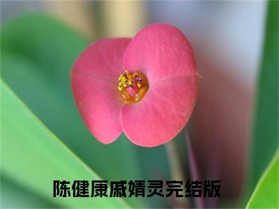 陈健康戚婧灵（陈健康戚婧灵）全文免费阅读无弹窗_陈健康戚婧灵小说在线阅读_笔趣阁
