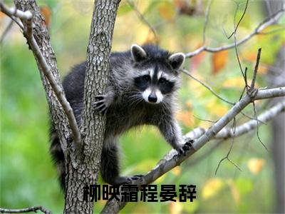 柳映霜程晏辞全文免费阅读无弹窗大结局_柳映霜程晏辞(柳映霜程晏辞)最新章节列表_笔趣阁