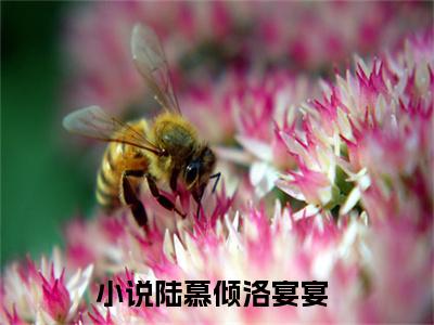 陆慕倾洛宴宴美文欣赏完整版 陆慕倾洛宴宴免费全本小说