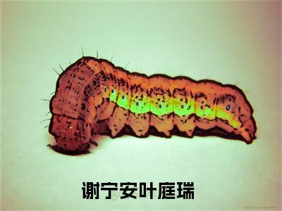 谢宁安叶庭瑞小说热门榜单免费阅读，谢宁安叶庭瑞抖音新上热文分享_笔趣阁