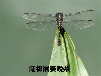 陆御宸姜晚梨（陆御宸姜晚梨）全文免费阅读无弹窗大结局_(陆御宸姜晚梨)免费阅读无弹窗最新章节列表