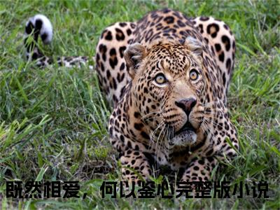 既然相爱，何以鉴心在线阅读（谢亭深沈安然）全文无弹窗大结局_谢亭深沈安然全文在线阅读无弹窗