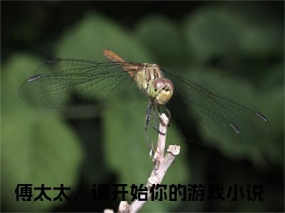 傅太太，请开始你的游戏在线阅读（苏梓傅少桀）全文无弹窗大结局_苏梓傅少桀全文在线阅读无弹窗