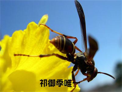暴躁祁爷学乖了！祁太太驭夫有方全文免费阅读无弹窗大结局-祁御季唯一在线阅读