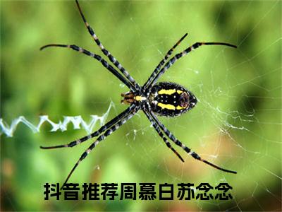 周慕白苏念念免费完本小说 周慕白苏念念精彩章节在线阅读