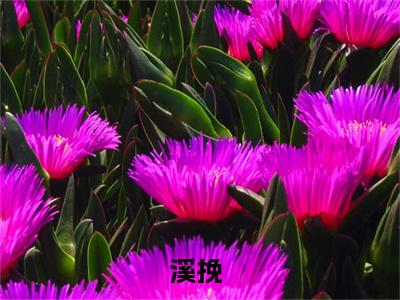 绿茶网骗？我直接美神降临小说免费全本-溪挽小说（绿茶网骗？我直接美神降临完整版）免费阅读