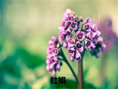 小说京华天娇完整版在线阅读 杜娟精选小说推荐试读