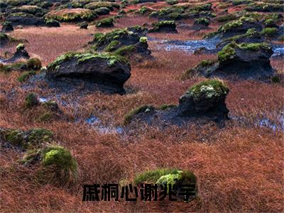 戚桐心谢兆宇全集章节小说免费阅读完整版（戚桐心谢兆宇）-戚桐心谢兆宇小说免费阅读