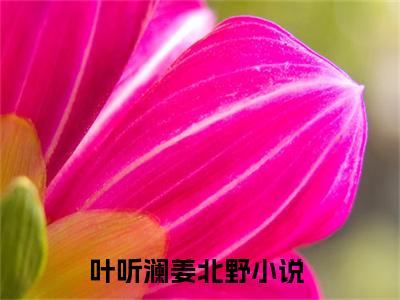 2023新上热文叶听澜姜北野-叶听澜姜北野在线阅读的小说完整版