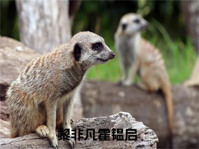 黎非凡霍韫启（黎非凡霍韫启）全文免费阅读无弹窗大结局_黎非凡霍韫启全文免费阅读最新章节列表_笔趣阁