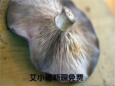 艾小卿靳琛（艾小卿靳琛）全文免费阅读无弹窗大结局_艾小卿靳琛完本小说最新章节阅读