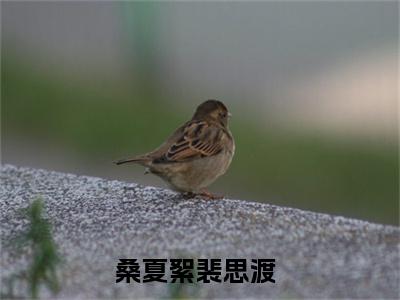 桑夏絮裴思渡（桑夏絮裴思渡）全文免费阅读无弹窗大结局_(桑夏絮裴思渡)免费阅读无弹窗最新章节列表
