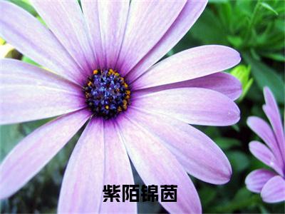 紫陌锦茵全文免费阅读无弹窗大结局-（紫陌锦茵）免费阅读无弹窗最新章节列表-笔趣阁