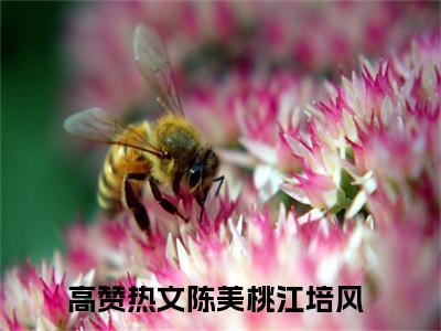 （陈美桃江培风小说）全文免费阅读无弹窗大结局_（陈美桃江培风阅读无弹窗）陈美桃江培风小说章节列表