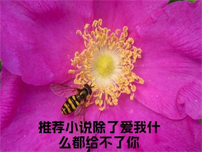 小说（江云苓穆启淮）除了爱我什么都给不了你精选片段阅读-小说除了爱我什么都给不了你免费版最新更新阅读