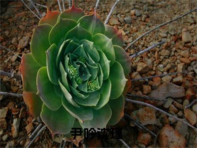 小说尹吟沈瑾（尹吟沈瑾）最新章节免费阅读-（尹吟沈瑾）小说全文无删减版