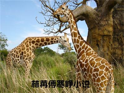 林苒傅寒峥精彩小说林苒傅寒峥大结局全本免费阅读