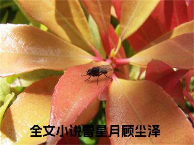 曹星月顾尘泽（曹星月顾尘泽）全集免费阅读无弹窗_曹星月顾尘泽正版小说免费阅读