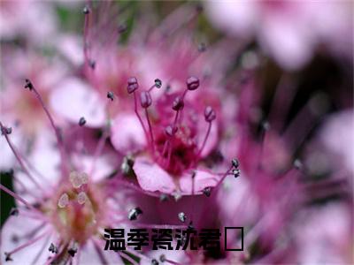 温季瓷沈君璟（温季瓷沈君璟）全文免费阅读无弹窗大结局_温季瓷沈君璟小说精彩免费试读