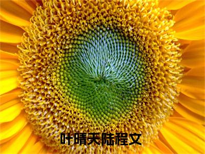 叶晴天陆程文小说（叶晴天陆程文）全文免费阅读无弹窗大结局_叶晴天陆程文最新章节列表_