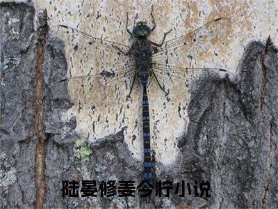 陆晏修姜今柠（陆晏修姜今柠）全文免费阅读无弹窗大结局_陆晏修姜今柠全文免费阅读（陆晏修姜今柠）最新章节列表_笔趣阁（陆晏修姜今柠）