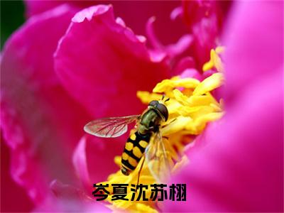 岑夏沈苏栩小说最新章节试读_幻想着总有一天可以感动他是(岑夏沈苏栩)小说主角热门推荐_笔趣阁（幻想着总有一天可以感动他）