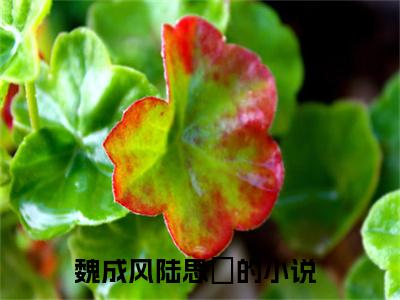 魏成风陆思湉高质量小说推荐阅读-魏成风陆思湉（魏成风陆思湉）小说最新章节